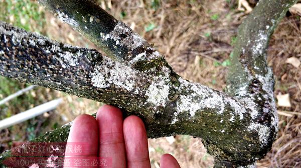 成都物候总结八月份红心猕猴桃田间管理要点