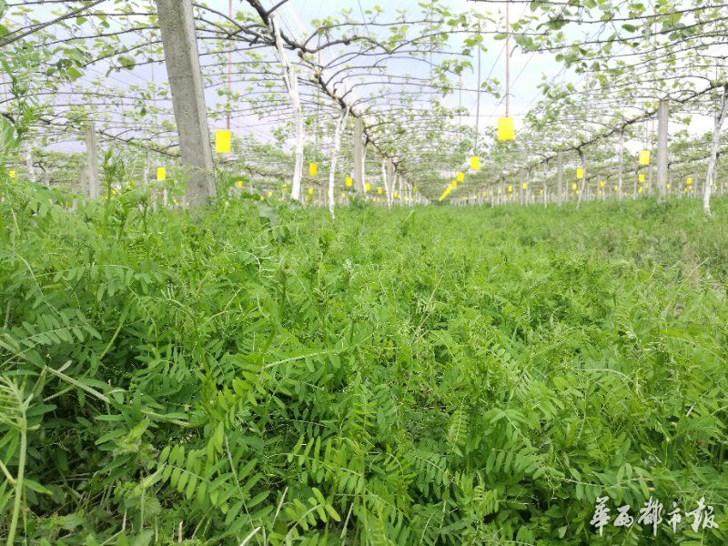 成都物候总结八月份红心猕猴桃田间管理要点