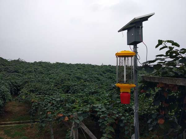 成都物候总结八月份红心猕猴桃田间管理要点