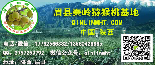 今年周至眉县奇异果一斤多钱,陕西眉县猕猴桃采摘基地