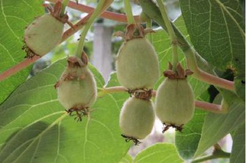 猕猴桃幼果期管理常见误区详解！