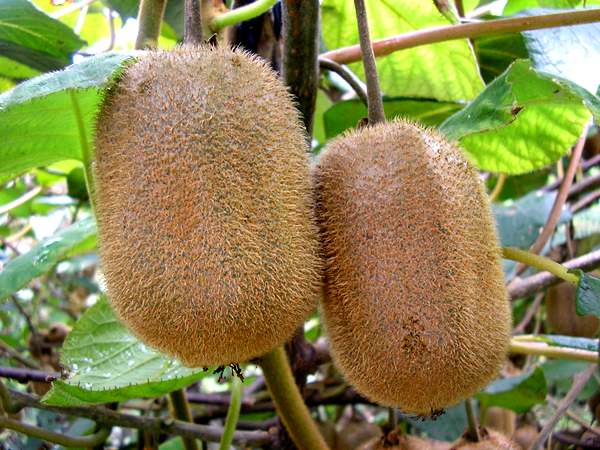 猕猴桃果园生草的好处,有利于果实和果树生长