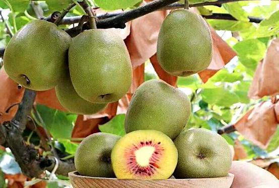 全球猕猴桃栽培面积