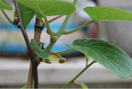 猕猴桃也可以种成盆栽，拥有一盆美丽的植物，还有果实吃！