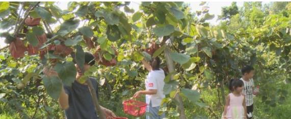 猕猴桃熟啦！快来吃哟！